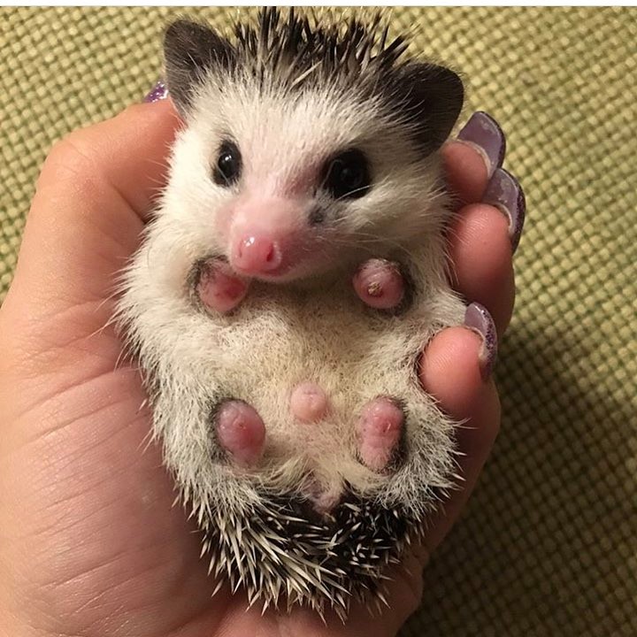  Chance female 10 weeks 