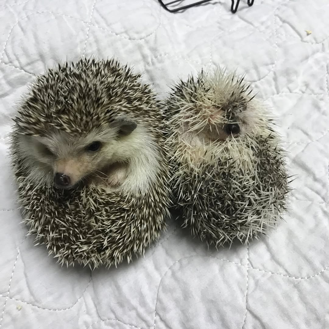  9 Hazel & Azel male & female 12 weeks 