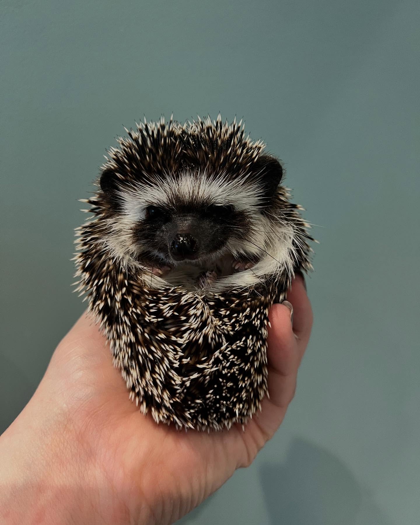  5 Basil male 11 weeks 