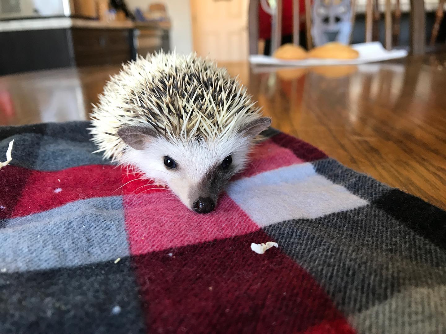  Name - Mochi. Age - 11 weeks old. Sex - Male 